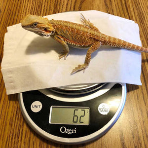 The growth pattern of Daisy – our bearded dragon