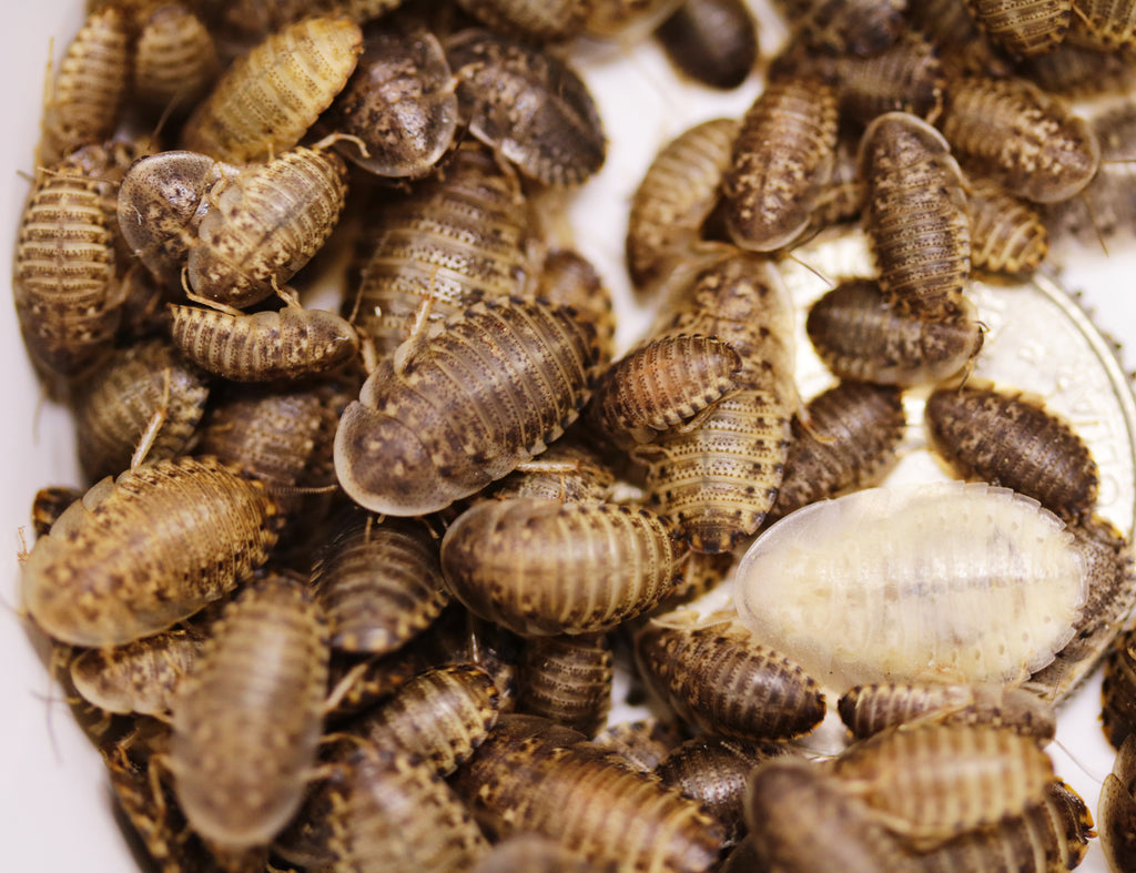 Benefits and the Housing of Dubia roaches