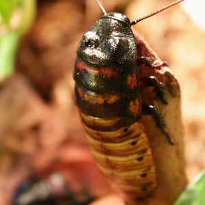 Madagascar Hissing Roach resting on a branch