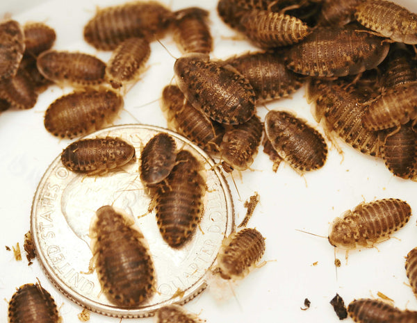 Medium Dubia Roaches