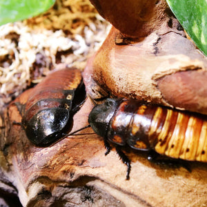 Madagascar Hissing Roach - HappyLittleGuys