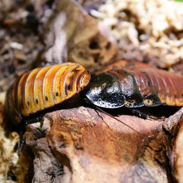 Madagascar Hissing Roach - HappyLittleGuys