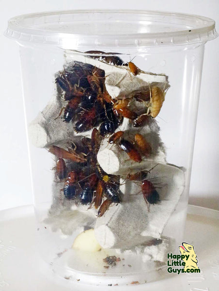 Red Runner Turkestan Roaches Shipped in a Cup