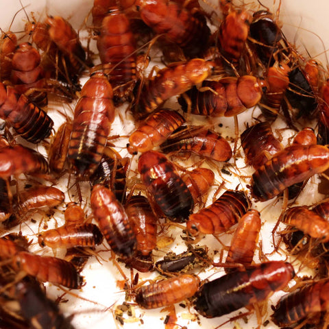 Red Runner Turkestan Roaches in Various Sizes