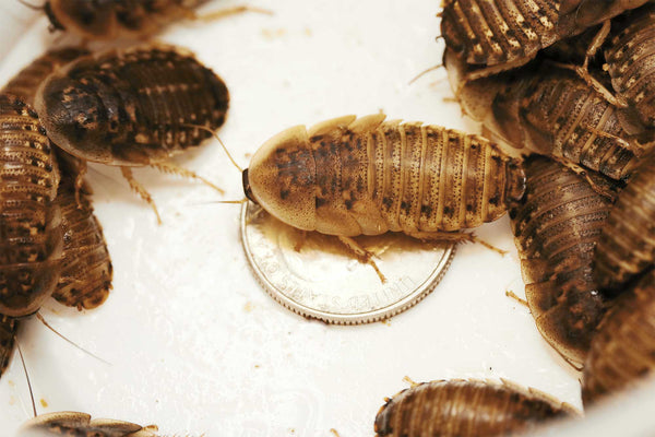 Large Dubia Roaches 3/4 to 1 Inch