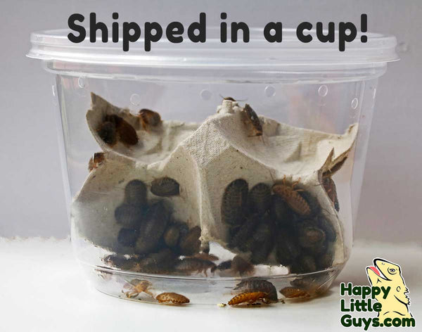 Medium Dubia Roaches Shipped in a Cup