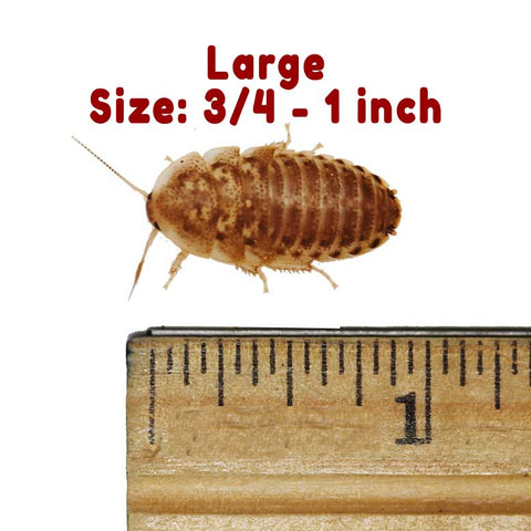 Large Dubia Roaches 3/4 to 1 Inch