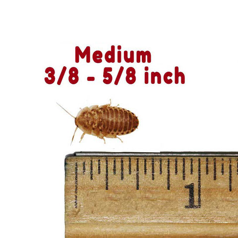 Medium Dubia Roaches Size#1