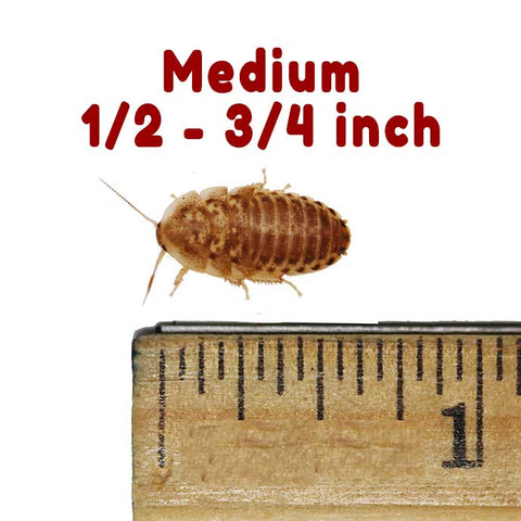 Medium Dubia Roaches Size#2