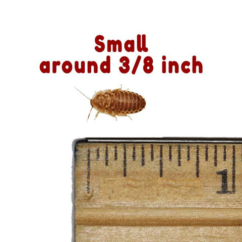 Small Dubia Roaches 3/8 inch