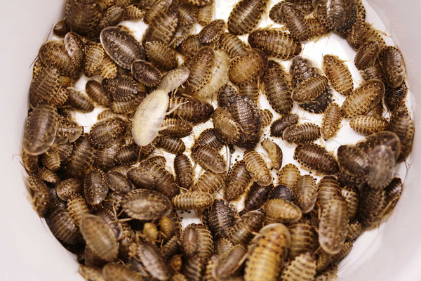 Small Dubia Roaches 3/8 inch